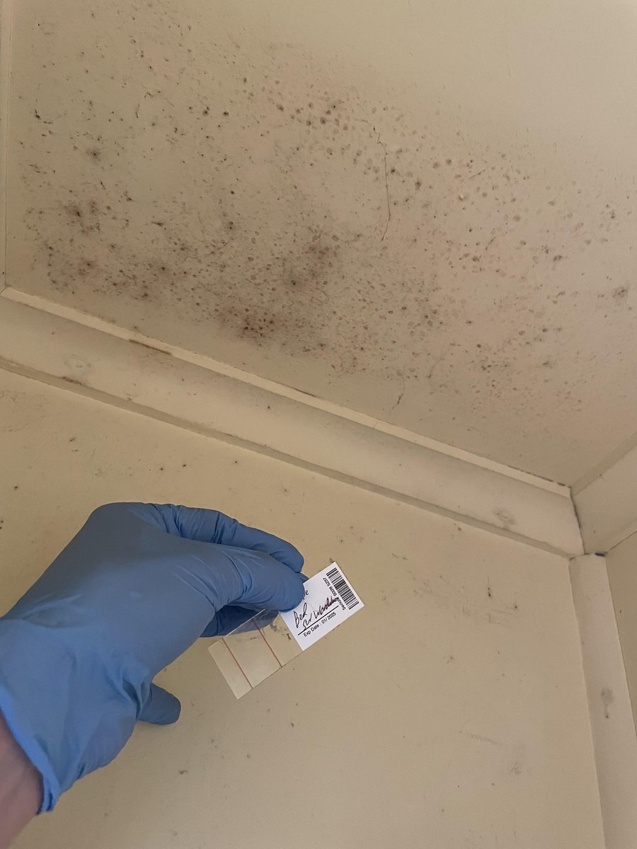 Biotape surface sample being collected on a contaminated bedroom wall at a Scaada NZ inspection