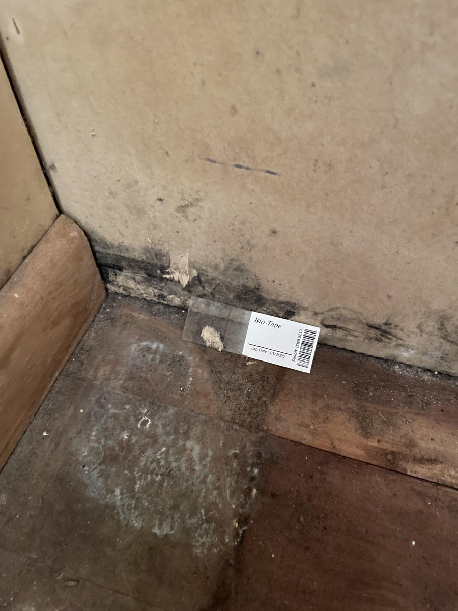 Bio-Tape sample at the wall-floor junction of a cupboard with extensive black mould growth