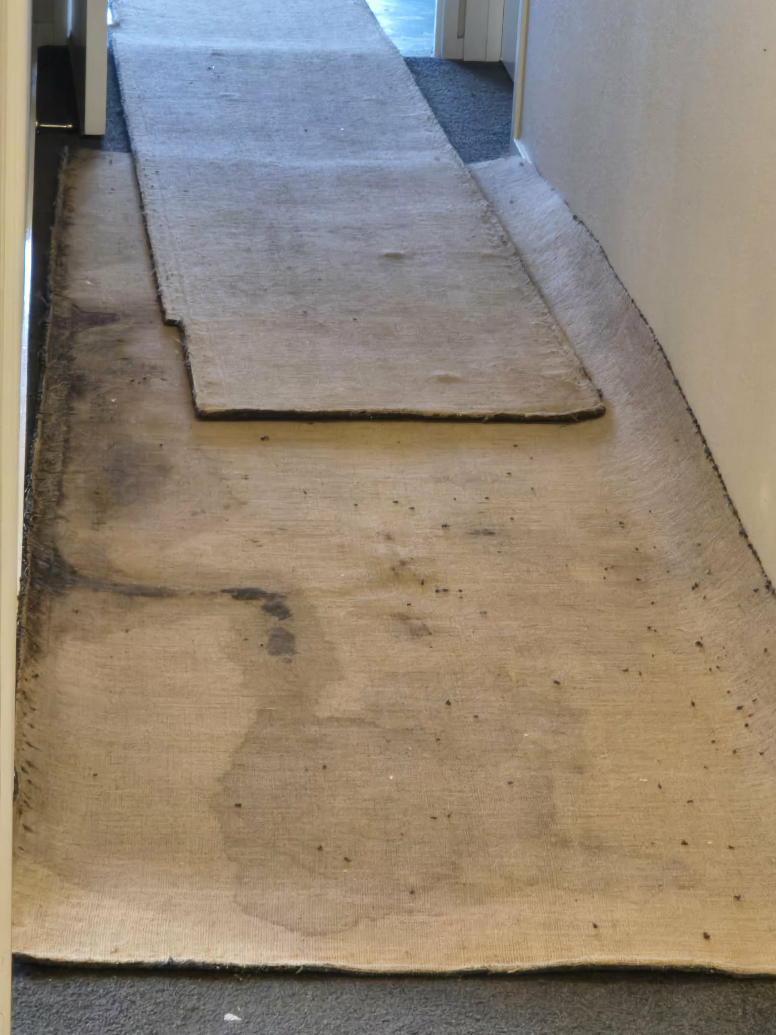 Carpet underside lifted to reveal extensive black mould growth from historic water damage beneath a bedroom carpet
