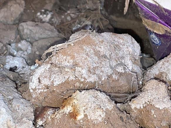 White crystalline efflorescence deposits on bare soil beneath a residential property, indicating water vapour rising through the substrate