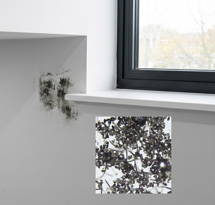 Professional mould assessment showing toxic black mould on window frame