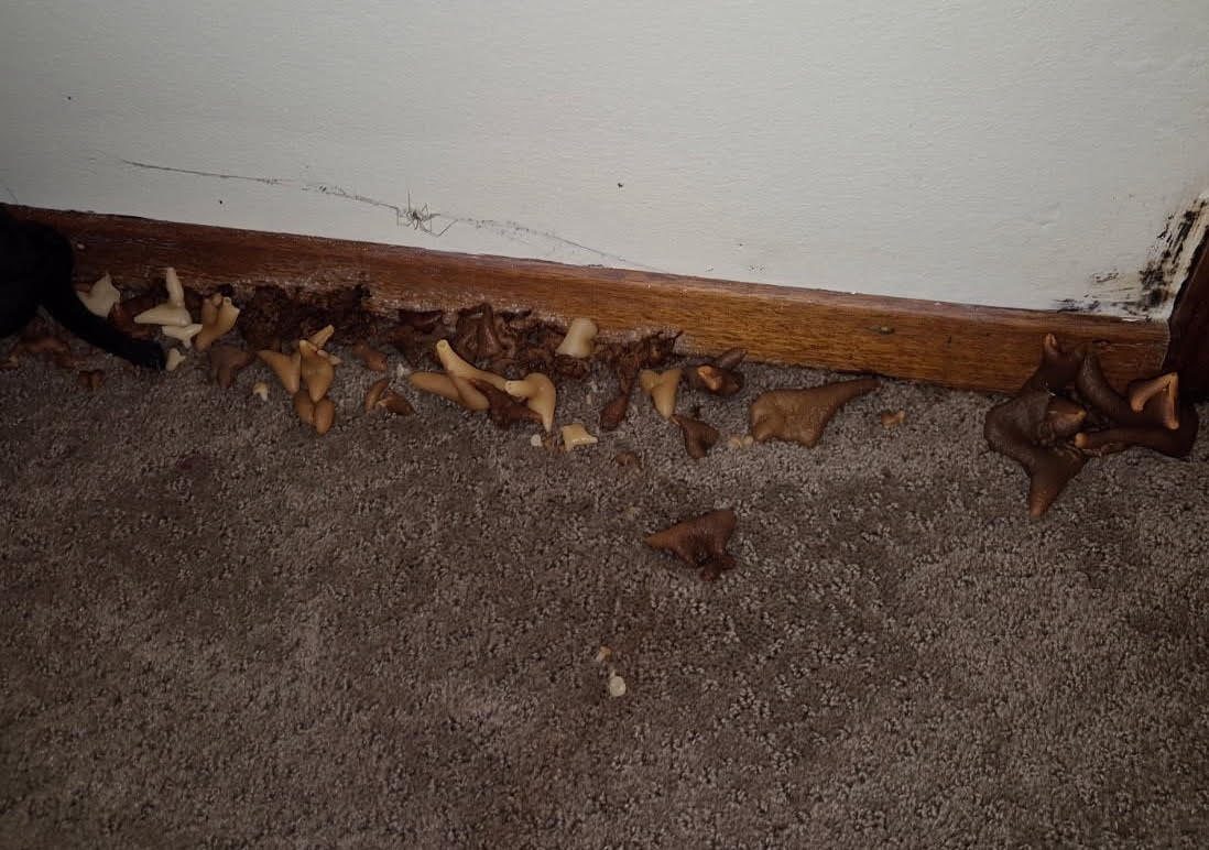 A colony of wood-rot fungal fruiting bodies erupting along the skirting board and carpet junction inside a New Zealand home, with black mould visible in the wall corner